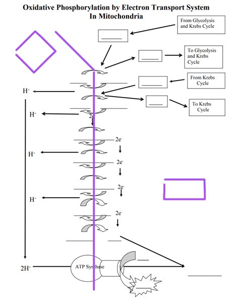 Oxidative Phosphorylation By Electron Transport System In Mitochondria