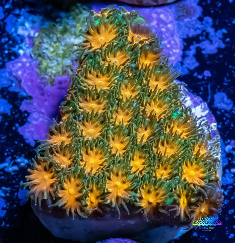 Buy Lepto Coral Australia – Zeo Box Reef Aquaculture