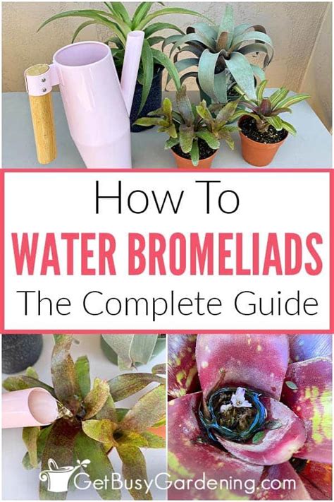 Bromeliad Watering Guide When How Often How Much Bromeliads