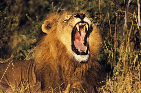 The Man Eaters Of Tsavo Man Eating Lions Kenya Safari Guide