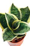 Bird's Nest Snake Plant Care - How to Grow a Sansevieria Hahnii