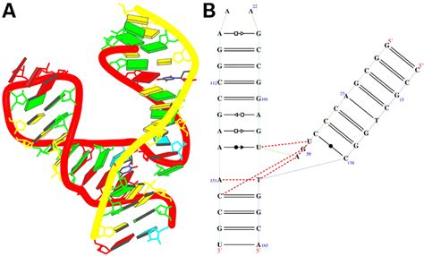 Crystal structure of hammerhead ribozyme [NDBID UHX026 (17)]. One ...