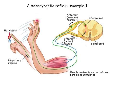 Skinners Classification Ppt Download