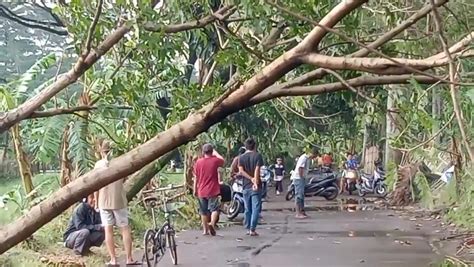 8 Pohon Tumbang Akibat Hujan Deras Dan Angin Kencang Di Kiaracondong