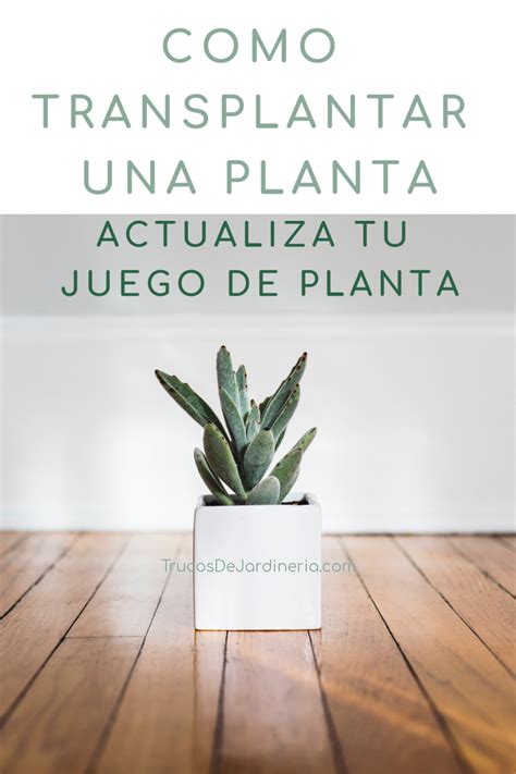 Cómo Transplantar una Planta Trucos De Jardineria