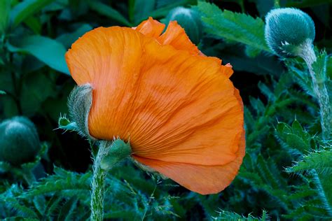 Kostenlose Foto Natur Bl Hen Blatt Blume Bl Tenblatt Gr N Rot