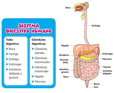 Patologías y cuidados del sistema digestivo Escolar ABC Color