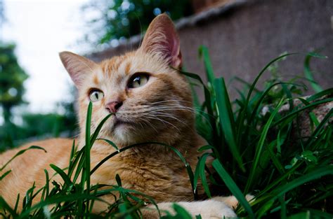 Fondos de pantalla gato Animales césped verde bigotes Gato