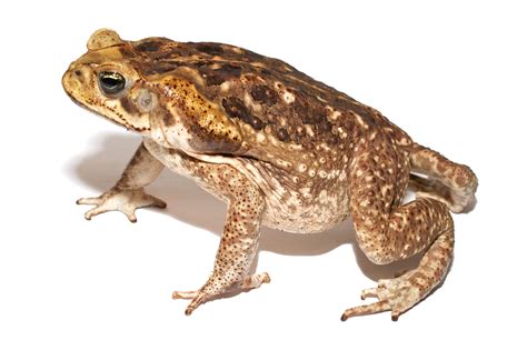 Download Cane Toad Clipart For Free Designlooter 2020 👨‍🎨