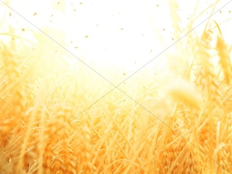 Golden Grains Harvest Church Wallpaper Clover Media