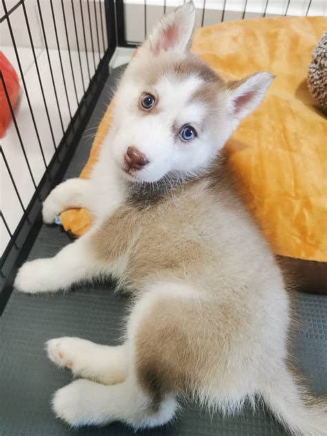 Meet Truffle Our 3 Month Old Pomsky Scrolller