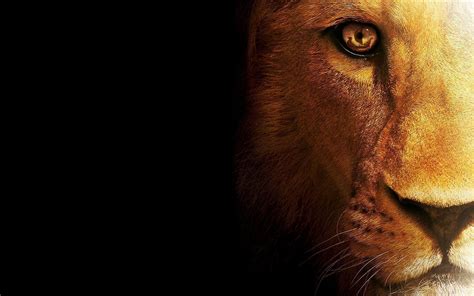 Lion Face Wallpapers - Wallpaper Cave