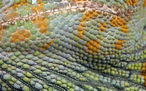 Download free photo of Chameleon,skin,texture,background,scales - from needpix.com