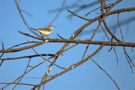 Yellow Wagtail Bird Stock Photo Image Of Food Wagtail