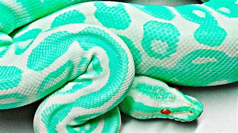 15 Most Beautiful Snakes In The World Youtube