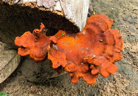 Closeup Of A Pycnoporus Sanguineus Fungi Growing On The Bark Of An Old