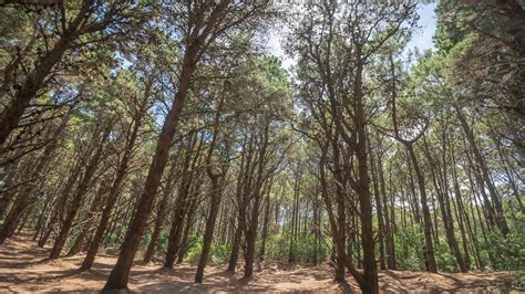 Costa Del Este La “playa Del Millón De Pinos” Y La Odisea De Fundar Una Pequeña Europa En La