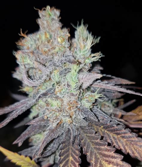 Strain Galerie Critical Royal Queen Seeds Pic Von