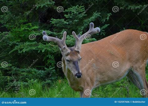 White-tailed Deer Buck with Velvet Antlers Stock Photo - Image of ...