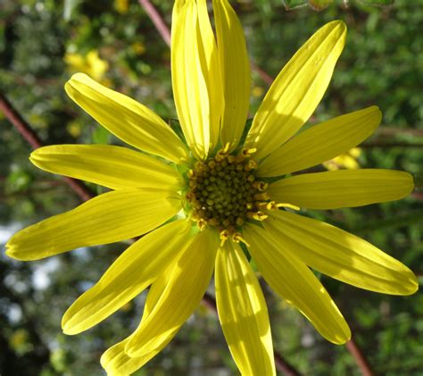 Starry Rosinweed Florida Wildflower Foundation