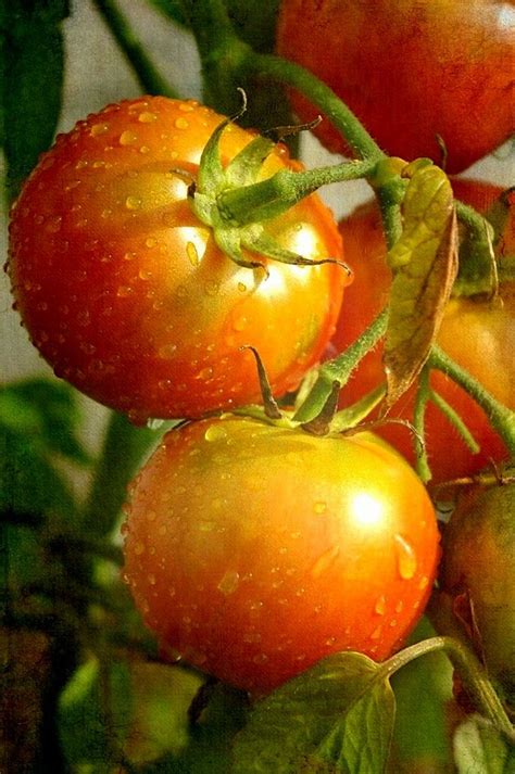Pin on Фрукты, ягоды и овощи