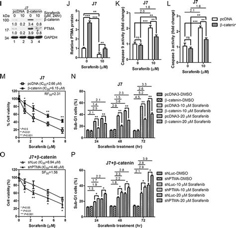 Identification of the β catenin JNK prothymosin alpha axis as a novel