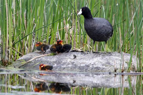 Coot Family [IMAGE] | EurekAlert! Science News Releases