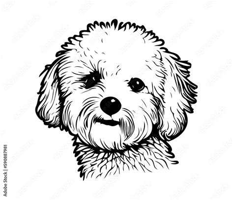 Bichon Frise, Silhouettes Dog Face SVG, black and white Bichon Frise vector Stock Vector | Adobe ...