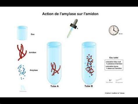 Action De L Amylase Sur L Amidon YouTube