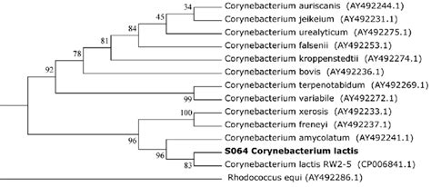 Neighbor Joining Phylogenetic Tree Of Corynebacterium Lactis With