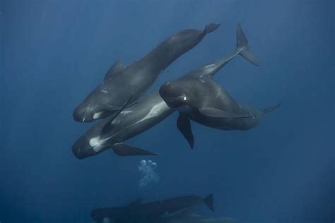 Pilot Whales: Habitat, Predators, Diet, and More! - A-Z Animals