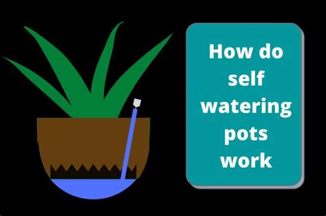 How Do Self Watering Pots Work Complete Working Principle Gardener S