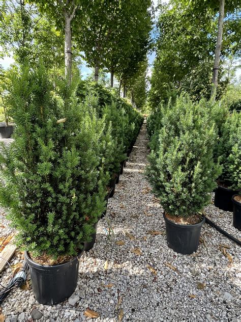 Taxus Media Hillii Societ Agricola Righetti Piante S S