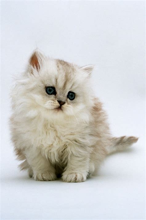 Cute Cat Iphone Wallpapers Wallpapersafari