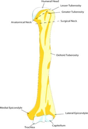 Shoulder rotator cuff - What do the rotator cuff muscles actually do ...