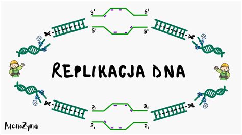 Genetyka Replikacja Dna Youtube