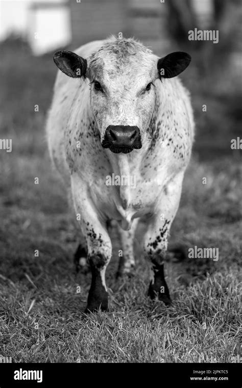 Wagyu Beef Farm Black And White Stock Photos And Images Alamy