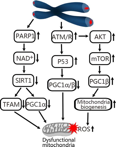 Telomere dysfunction regulates the biogenesis and function of... | Download Scientific Diagram