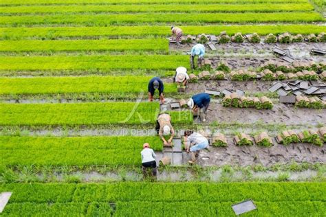 江苏海安：“三夏”时节夏种忙 人民图片网