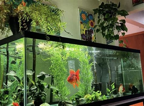 An Aquarium Filled With Plants And Fish In A Room