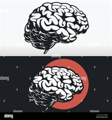 Esquema del cerebro Imágenes vectoriales de stock Alamy