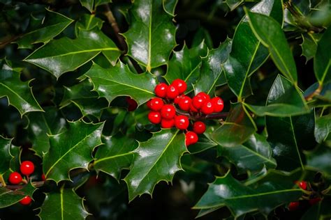 Hulst (Ilex) soorten, snoeien en verzorging – Buitenleven