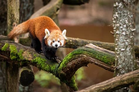 Panda Vermelha Caminhando Nos Galhos Naturais Da Floresta Percorrendo O