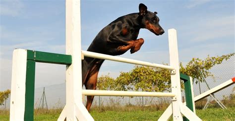 Doberman Dog Breed Guide (Lifespan, Size & Characteristics)