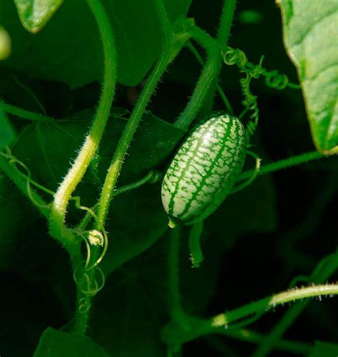 Cucamelon Seeds Mexican Sour Gherkin West Coast Seeds