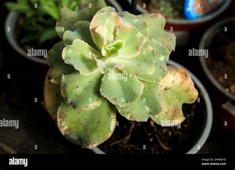 Colorful Echeveria Shaviana Plant In The Garden Stock Photo Alamy