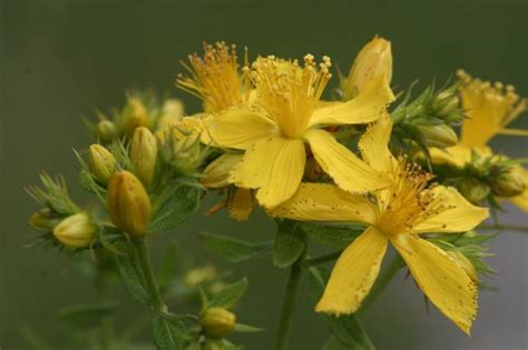 Hypericum Perforatum Subsp Perforatum Peric N Plantas Medicinales