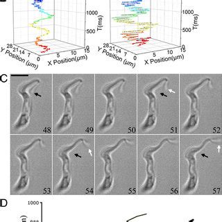 Quantification Of The Motility Of T Brucei Cells A Trajectory Of