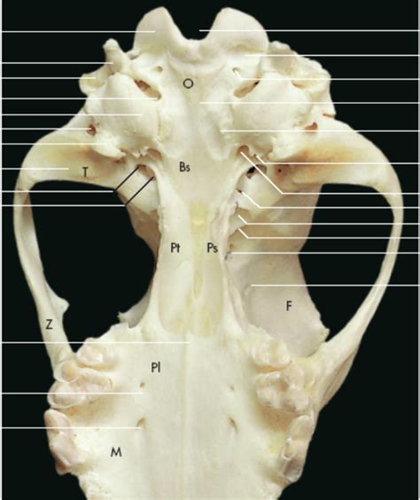 Neurocranio Cane Veduta Ventrale Diagram Quizlet