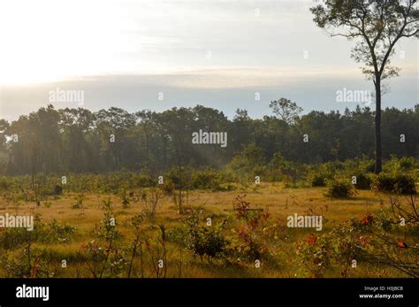 Early Morning Sun In The Woods Stock Photo Alamy